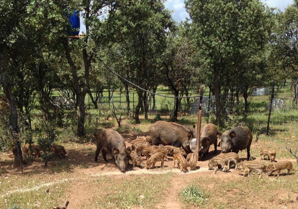 Explotaciones cinegeticas de caza mayor 1